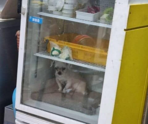 “더위 피해 냉장고에?” 피자가게 강아지 사건, 누리꾼 공분