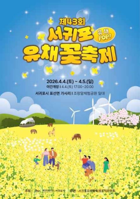 "10만㎡ 노란 물결 속으로"…제43회 서귀포유채꽃축제, 4일 가시리에서 개막