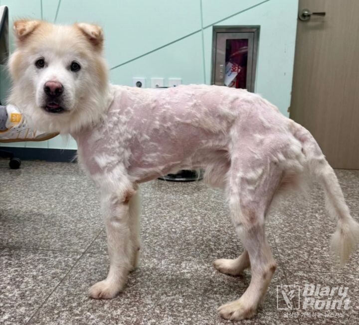 쿠노 파양 후 모습 | 사진=강릉보호소 인스타그램 캡쳐