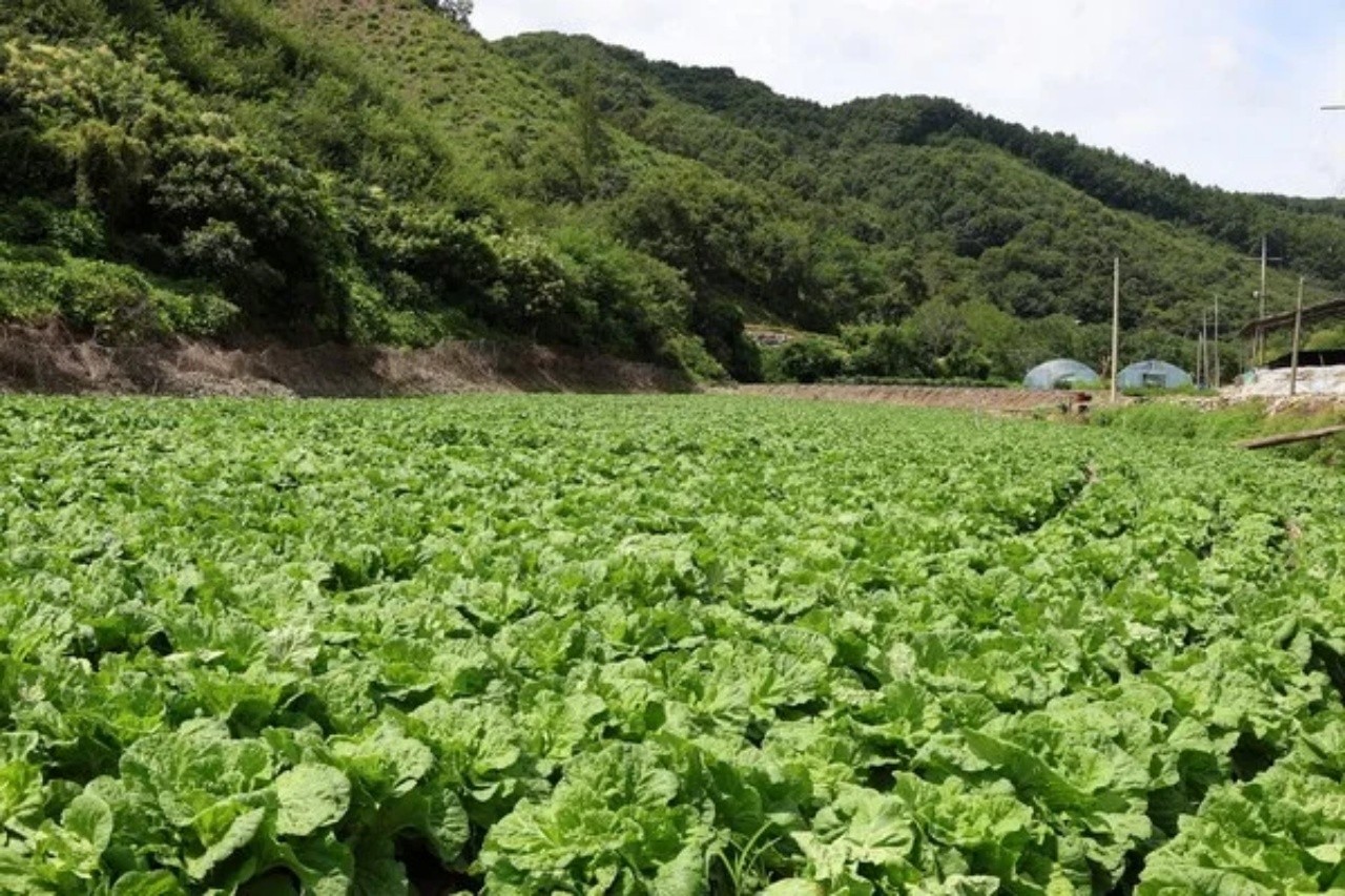 CJ제일제당 그린로즈 시범 재배지 | 사진=CJ제일제당