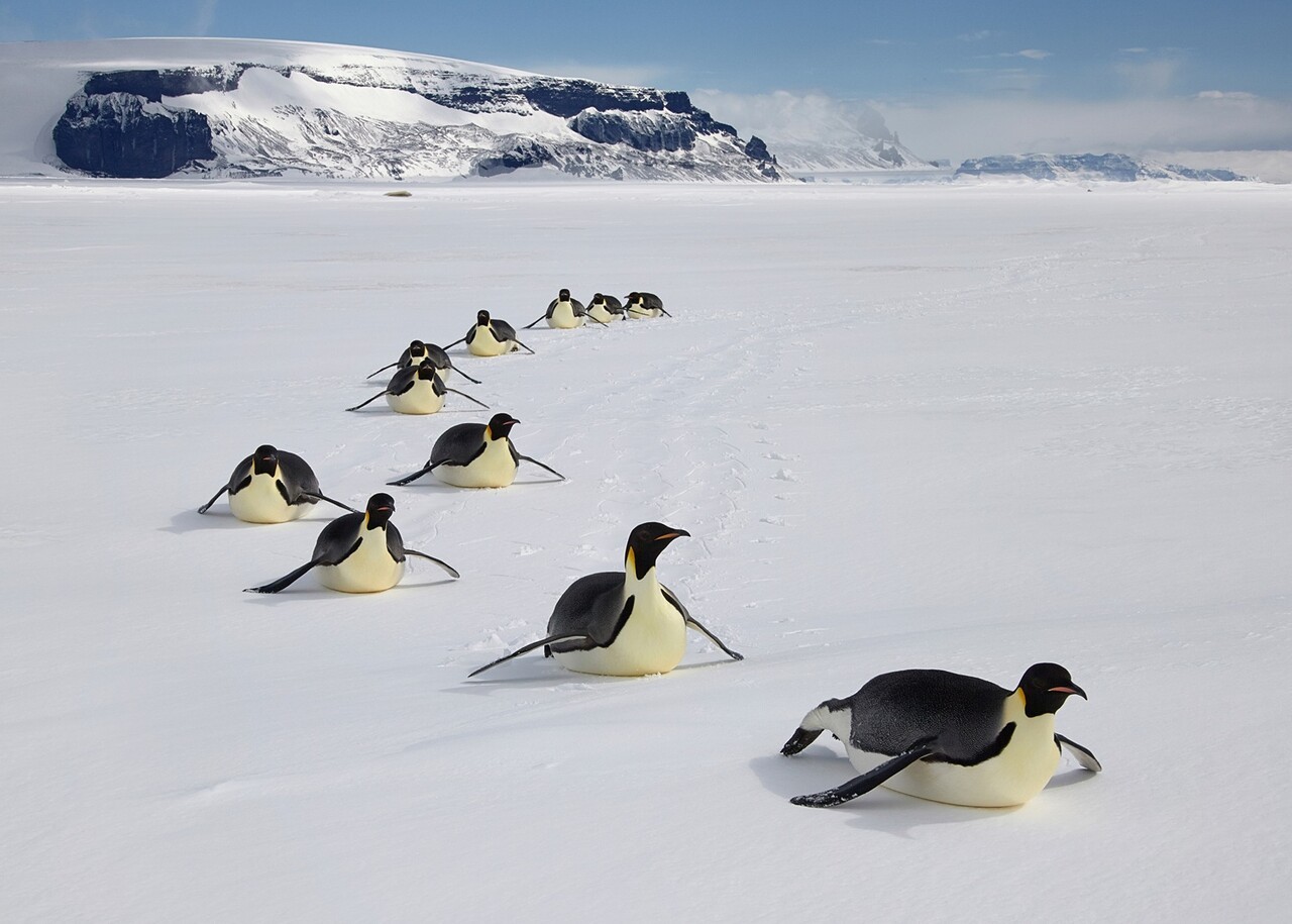 사진=WWF