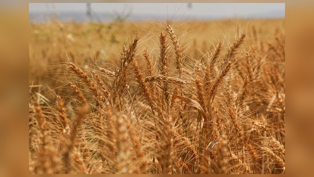 사진=FAO Markets and Trade
